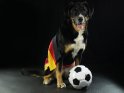 Hund mit umgehängter Deutschlandflagge und einem Fußball
