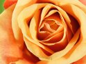 Makrofoto von einer orangenen Rose