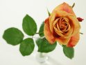 Blick von oben herab auf einem in einer Vase stehende orange Rose