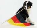 Welpe mit einer Deutschlandflagge