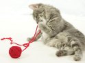 Katze spielt mit einem roten Wollknäuel