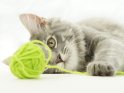 Katze spielt mit einem grünen Wollknäul