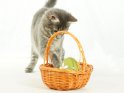Katze spielt mit Ostereiern in einem Körbchen.