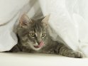 Katze kriecht unter einem weißen Tuch hervor
