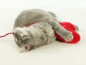 Foto von einer Katze, die mit einem roten Herz, das an einem Wollfaden befestigt ist, kuschelt. Die Katze liegt dabei auf der Seite und streckt ihren Kopf nach hinten.