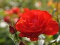 Rote Rose vor einem unscharfen Hintergrund mit weiteren roten Rosen
