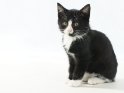 Foto von einer jungen schwarz weißen Katze vor weißem Hintergrund