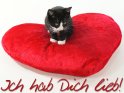 Eine niedliche kleine Katze sitzt auf einem roten Kissen in Herzform. Darunter steht der Schriftzug Ich hab Dich lieb!