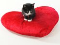 Eine junge Katze sitzt auf einem Herzkissen