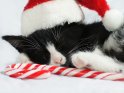 Schlafende Katze mit einer Weihnachtsmütze