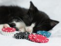 Katze beim Pokern eingeschlafen