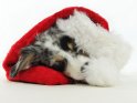 Australian Shepherd Welpe in blue merle schläft in einer Weihnachtsmütze