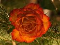 Orangerötliche Rose in einem Tannenbaum