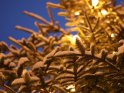 Schneebedeckte Tannenzweige eines weihnachtlich geschmckten Baumes. 
 
Dieses Motiv findet sich seit dem 17. Dezember 2010 in der Kategorie Weihnachtsbilder.