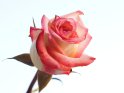 Rötliche Rose vor weißem Hintergrund
