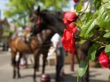 Pferde mit Rosen
