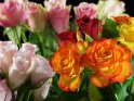 Foto von zahlreichen Rosen, die auf mehrere Vasen verteilt sind.