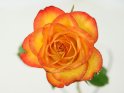 Orange Rose mit Wassertropfen aus der Draufsicht