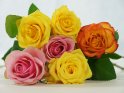 Foto von sechs liegenden Rosen