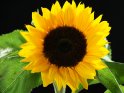 Bildfüllende Aufnahme einer Sonnenblume vor schwarzem Hintergrund