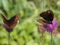 Zwei Schmetterlinge in den Schweizer Alpen