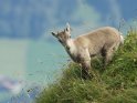 Dieses Motiv finden Sie seit dem 21. September 2011 in der Kategorie Tiere im Berner Oberland.