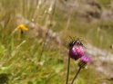 Dieses Motiv findet sich seit dem 19. September 2012 in der Kategorie Blumen im Berner Oberland.