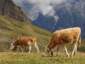 Dieses Motiv finden Sie seit dem 30. September 2012 in der Kategorie Tiere im Berner Oberland.