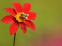 Blüte mit einer darauf sitzenden Biene