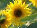 Dieses Motiv befindet sich seit dem 03. September 2011 in der Kategorie Sonnenblumen.