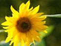 Dieses Motiv wurde am 23. September 2011 in die Kategorie Sonnenblumen eingefgt.