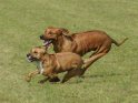 Zwei spielende Hunde, einer davon ein Rhodesian Ridgeback, der andere ein Rhodesian Ridgeback Mix 
 
Dieses Kartenmotiv ist seit dem 24. September 2011 in der Kategorie Hunde.