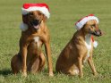 Zwei Hunde, einer davon ein Rhodesian Ridgeback, der andere ein Rhodesian Ridgeback Mix mit Weihnachtsmützen