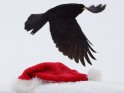 Vogel fliegt an einer Weihnachtsmütze vorbei