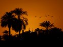 Sonnenuntergang mit Palmen und einem Vogelschwarm