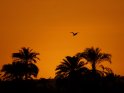 Vogel und Palmen bei Sonnenuntergang