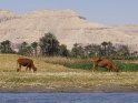 Zwei Rinder auf einer Wiese am Nilufer mit Palmen und Bergen im Hintergrund
