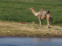 Ein Kamel steht am Nilufer