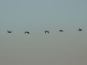 Vogelschwarm im Flug
