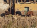 Ein Pferd und zwei Rinter stehen vor den Husern ihrer Besitzer