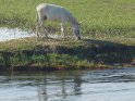 Weißer Esel steht direkt am Nil
