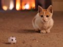 Junge Katze mit einem kleinen Fußball