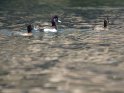 Enten schwimmen auf dem Nil