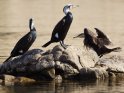 Vögel auf einem Felsen im Nil
