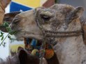 Kamel beim Essen 
 
Dieses Motiv findet sich seit dem 25. Januar 2013 in der Kategorie Tiere in gypten.