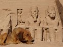 Hund zu Füßen der Ramses Figuren
