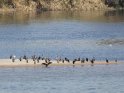 Zahlreiche Vögel sitzen auf einer Sandbank im Nil