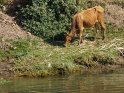 Kuh am Nilufer