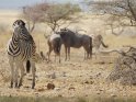 Zebras und Streifengnus