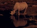 Nahorn spiegelt sich bei Nacht im Wasser